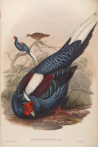 Euplocamus swinhoii = Lophura swinhoii de John Gould